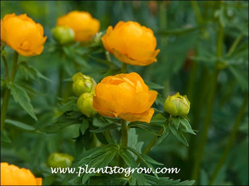 Orange Prince Trollius (Trollius)
(April 29)